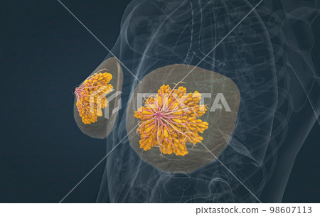 Female breasts act as mammary glands that produce and secrete milk to feed babies. Female breasts act as mammary glands that produce and secrete milk to feed babies. 98607113