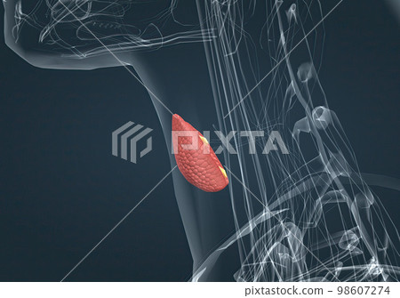 The thyroid gland is an endocrine gland found in the neck in humans and consists of two interconnected lobes. 98607274