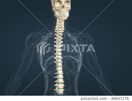 The spinal column extends from the skull to the pelvis and is made up of 33 individual bones termed vertebrae. 98607276