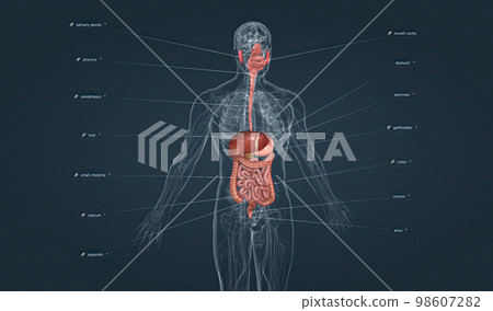 The gastrointestinal tract is essentially a tube that extends from the mouth to the anus. The gastrointestinal tract is essentially a tube that extends from the mouth to the anus. 98607282
