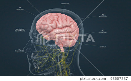 Human Anatomy of the Brain 98607287