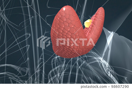The thyroid gland is an endocrine gland found in the neck in humans and consists of two interconnected lobes. 98607290
