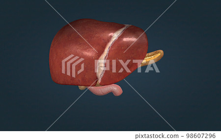 The digestive role of the liver is to produce bile and export it to the duodenum. 98607296