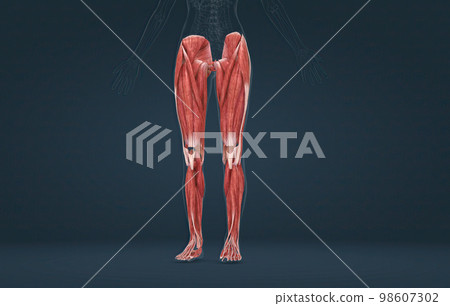 Female muscles of the lower limb 98607302