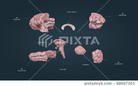 Parts of the human brain. Separated parts. 98607303