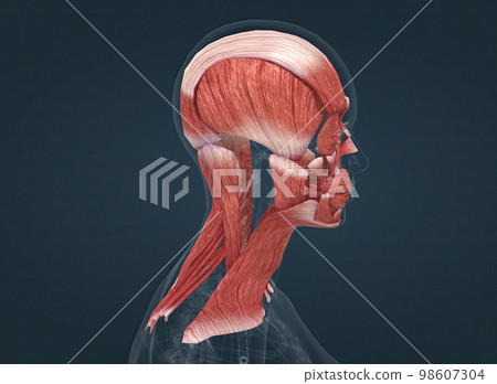 Anatomy of female head muscular system 98607304