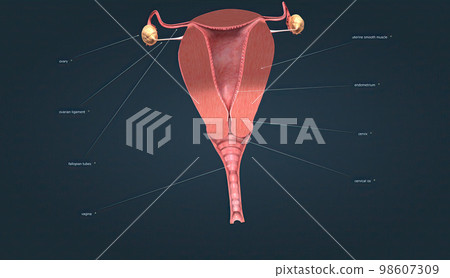 A female's internal reproductive organs A female's internal reproductive organs 98607309