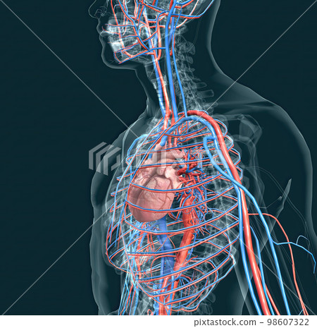 The circulatory system consists of blood vessels that carry blood to the heart. 98607322