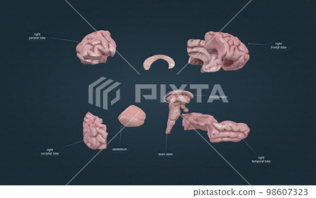 Parts of the human brain. Separated parts. Parts of the human brain. Separated parts. 98607323