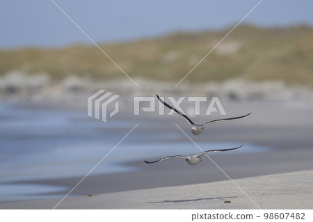 Dolphin Gull in flight Dolphin Gull in flight 98607482