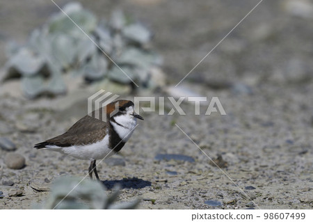 Two-banded Plover Two-banded Plover 98607499