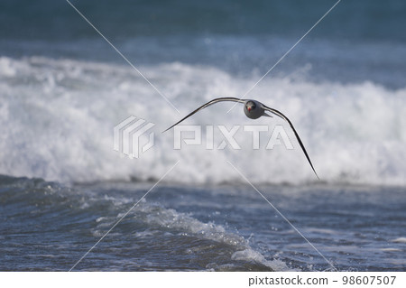 Dolphin Gull on Sea Lion Island Dolphin Gull on Sea Lion Island 98607507
