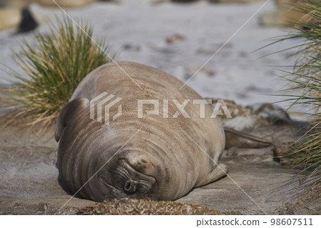 Southern Elephant Seal pup Southern Elephant Seal pup 98607511