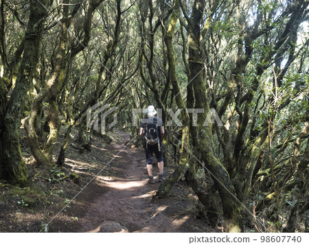 Man hiker at footpath at laurisilva forest at Park rural de Teno mountains, Tenerife, Canary Islands. Mysterious fairytale magical nature scenery with Erica arborea trees, moss, ferns and green leaves 98607740