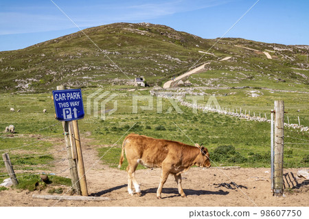 Calf on the new path to Murder Hole beach, officially called Boyeeghether Bay in County Donegal, Ireland Calf on the new path to Murder Hole beach, officially called Boyeeghether Bay in County Donegal, Ireland 98607750