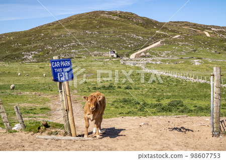 Calf on the new path to Murder Hole beach, officially called Boyeeghether Bay in County Donegal, Ireland Calf on the new path to Murder Hole beach, officially called Boyeeghether Bay in County Donegal, Ireland 98607753