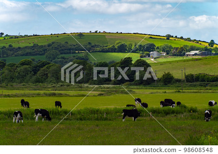 A cows graze on a green grass meadow on a summer day. Hilly Irish agrarian landscape. Clear blue sky with white clouds. Black and white cow on green grass field A cows graze on a green grass meadow on a summer day. Hilly Irish agrarian landscape. Clear blue sky with white clouds. Black and white cow on green grass field 98608548