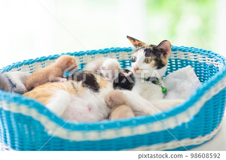 Mother cat nursing kitten. Breastfeeding. Mother cat nursing kitten. Breastfeeding. 98608592