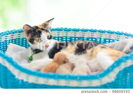 Mother cat nursing kitten. Breastfeeding. Mother cat nursing kitten. Breastfeeding. 98608593