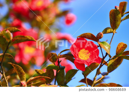 冬天盛開的山茶花 冬天盛開的山茶花 98608689