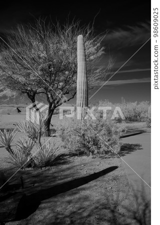 Young Saguaro Cactus Sonora desert Arizona Infrared 98609025