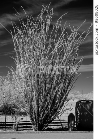 Octillio Plant in Leaf Infrared Octillio Plant in Leaf Infrared 98609026