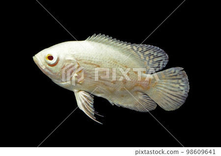 Astronotus albino Oscar juvenile black background 98609641