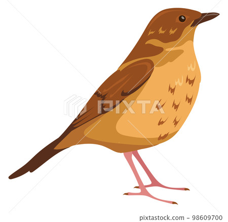 True thrush. European bird. Wild nature animal True thrush. European bird. Wild nature animal 98609700