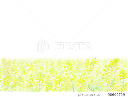 油菜花田的春天般的背景插圖。用水彩繪製的材料。 98609719