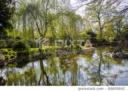 Fresh  light green landscape of Japanese garden in Wroclaw 98609842