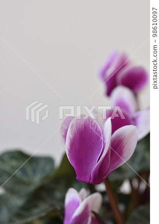 Mini cyclamen 98610097