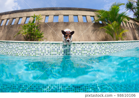 Funny photo of jack russell terrier in swimming pool 98610106