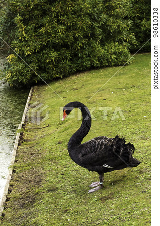 Black swan on the grass 98610338