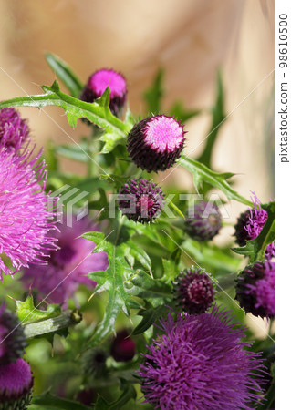 thistle flower bud thistle flower bud 98610500
