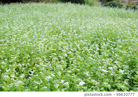 Buckwheat flowers Buckwheat flowers 98610777