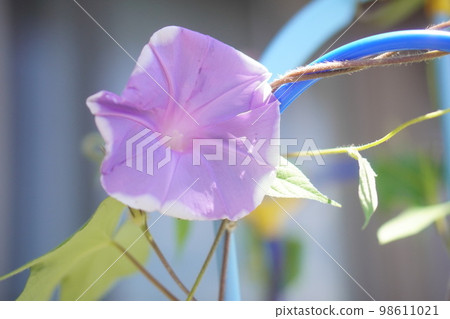 光芒牽牛花的臉 光芒牽牛花的臉 98611021