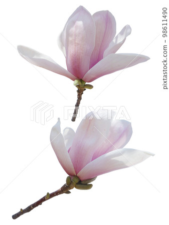 玉蘭花圖片 98611490