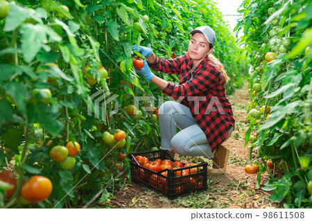 Woman farmer hand harvesting crop of ripe red tomatoes in greenhouse 98611508