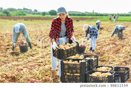 Girl stacking boxes with harvested potatoes on vegetable farm field 98611534