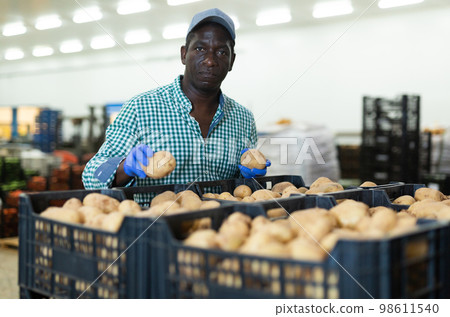 Hired food warehouse worker checks quality of the harvested potato crop 98611540