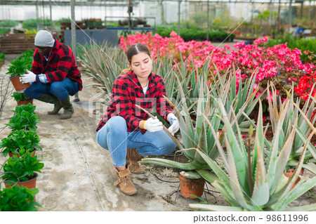 Girl gardener caring for aloe in greenhouse Girl gardener caring for aloe in greenhouse 98611996
