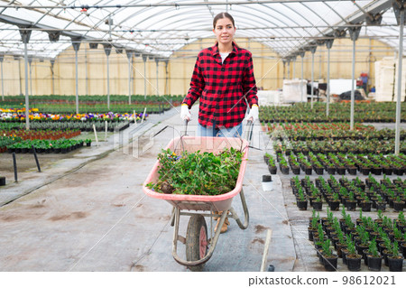 Woman working with wheelbarrow in greenhouse 98612021