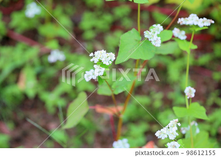 蕎麥花 蕎麥花 98612155