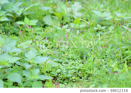 Flower of Inutaden 98612158