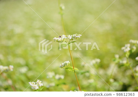 Buckwheat flowers Buckwheat flowers 98612363