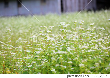 Buckwheat flowers Buckwheat flowers 98612364