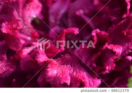 Celosia Purple Bombay flower trendy color 2023 viva magenta Celosia Purple Bombay flower trendy color 2023 viva magenta 98612379