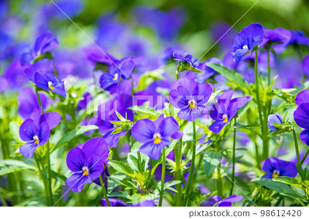 春天的花朵 98612420