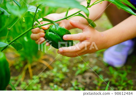 一個孩子在花園裡收割辣椒 98612484