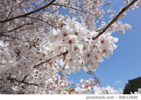 公園裡盛開的櫻花 98612680
